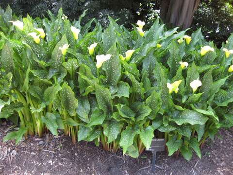 Image of calla lily