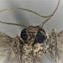Image of Scopula episcia Meyrick 1888