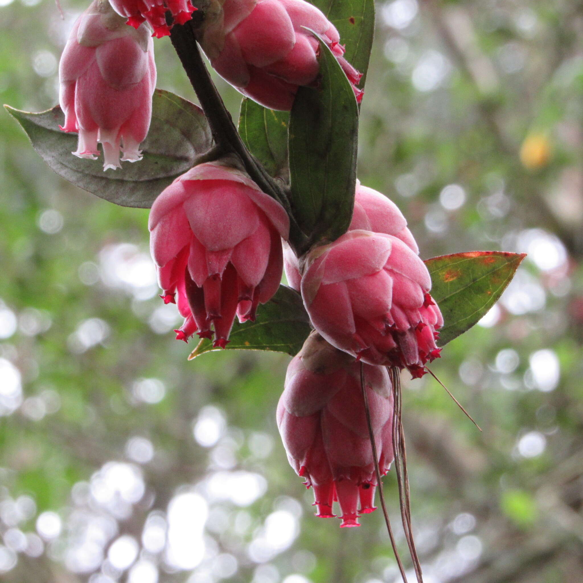 Image of Cavendishia pubescens (Kunth) Hemsl.