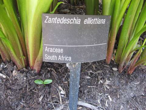 Image of calla lily