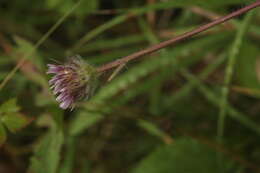 Image of Erigeron eriocalyx (Ledeb.) Vierhapper