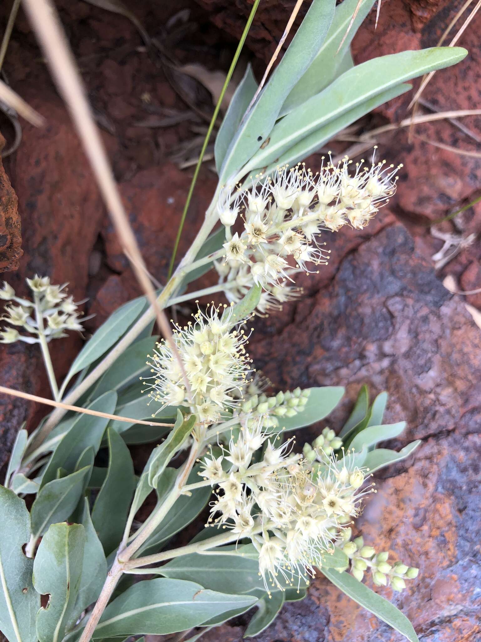 Image de Terminalia supranitifolia N. B. Byrnes