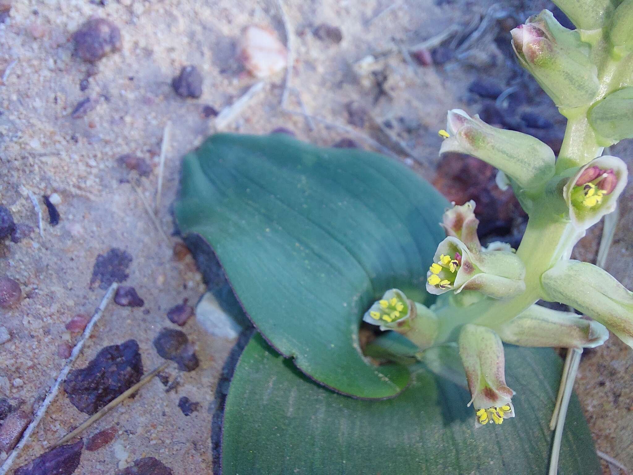 Image of Lachenalia undulata Masson ex Baker