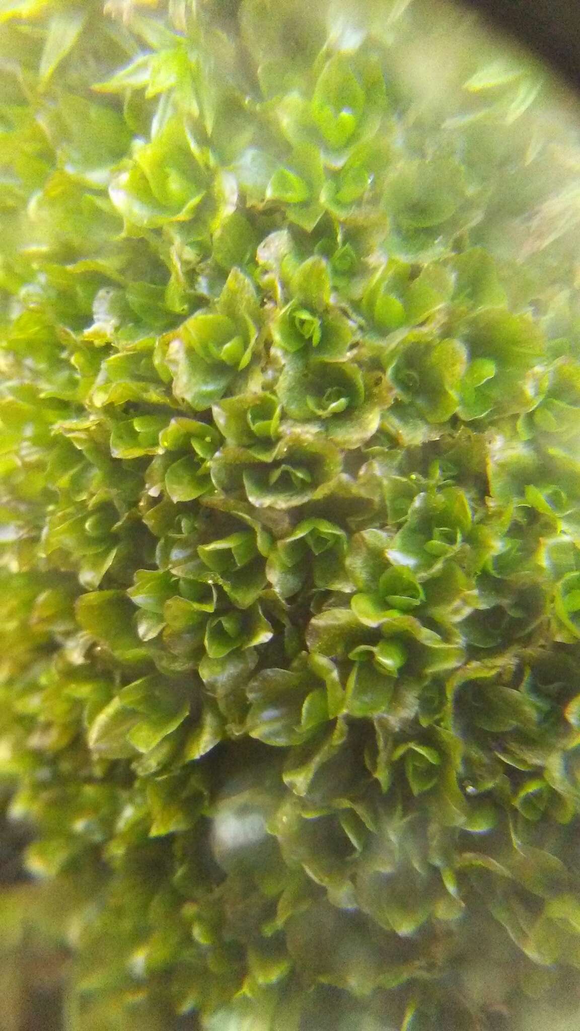 Image of Wideleaf Tortula Moss