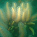 Image de Paraminabea hongkongensis Lam & Morton 2008