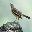 Neocichla gutturalis (Barboza du Bocage 1871) resmi