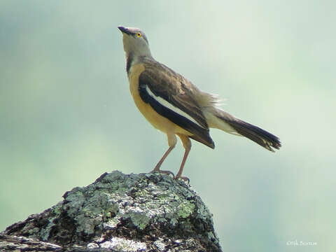 Image of Neocichla Sharpe 1876