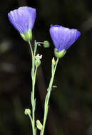 Imagem de Linum alpinum subsp. collinum