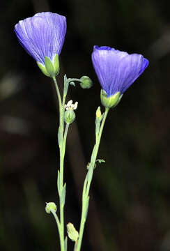 Imagem de Linum alpinum subsp. collinum