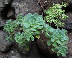 Image of Aeonium castello-paivae C. Bolle