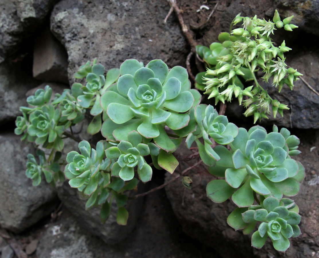 Image of Aeonium castello-paivae C. Bolle