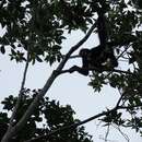 Image of Red-faced Spider Monkey