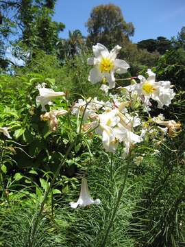 Image of Lilium wallichianum Schult. & Schult. fil.