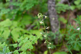 Image of Anticlea sibirica (L.) Kunth