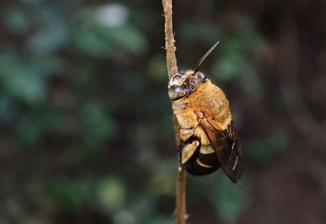 Image of Amegilla urens (Cockerell 1911)