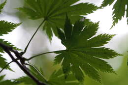 صورة Acer shirasawanum Koidzumi