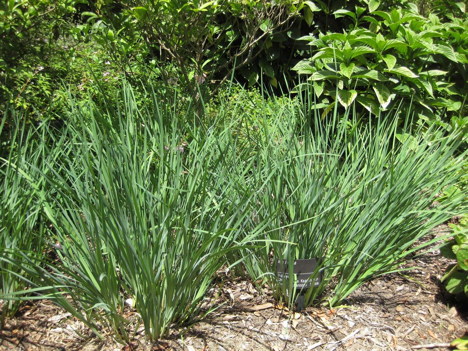 Image of Iris lactea Pall.