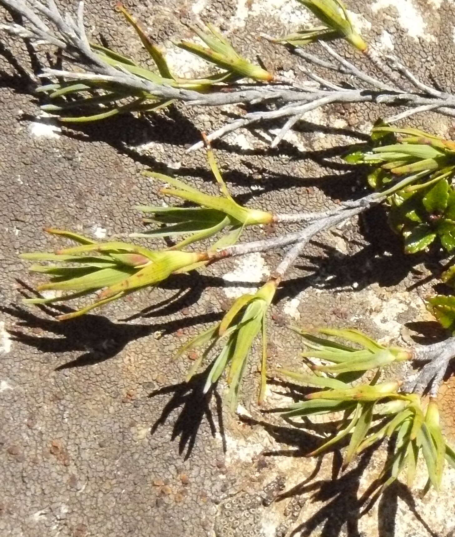 Слика од Dracophyllum kirkii Berggr.