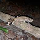 Image of Chameleon Gecko