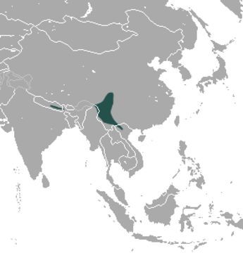 Image of Arboreal Brown-toothed Shrew