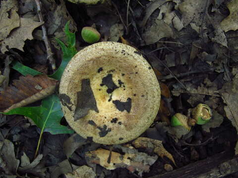 Image of Lactarius subpalustris Hesler & A. H. Sm. 1979