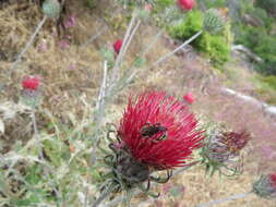 Trachusa timberlakei (Schwarz 1928)的圖片