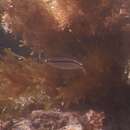 Image of Black stripe butterfish