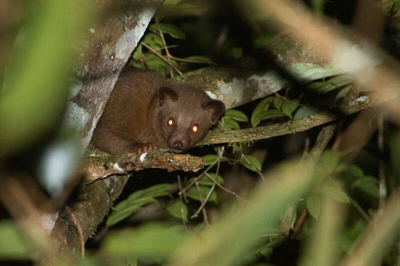 Image of Golden Dry-Zone Palm Civet