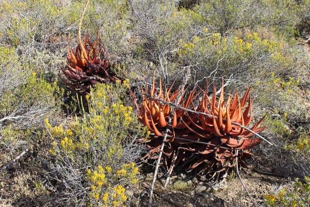 Image of Aloe microstigma subsp. microstigma