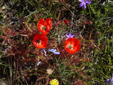 Image of Drosera cistiflora L.