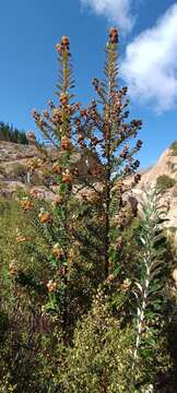 Image of Buddleja coriacea Remy