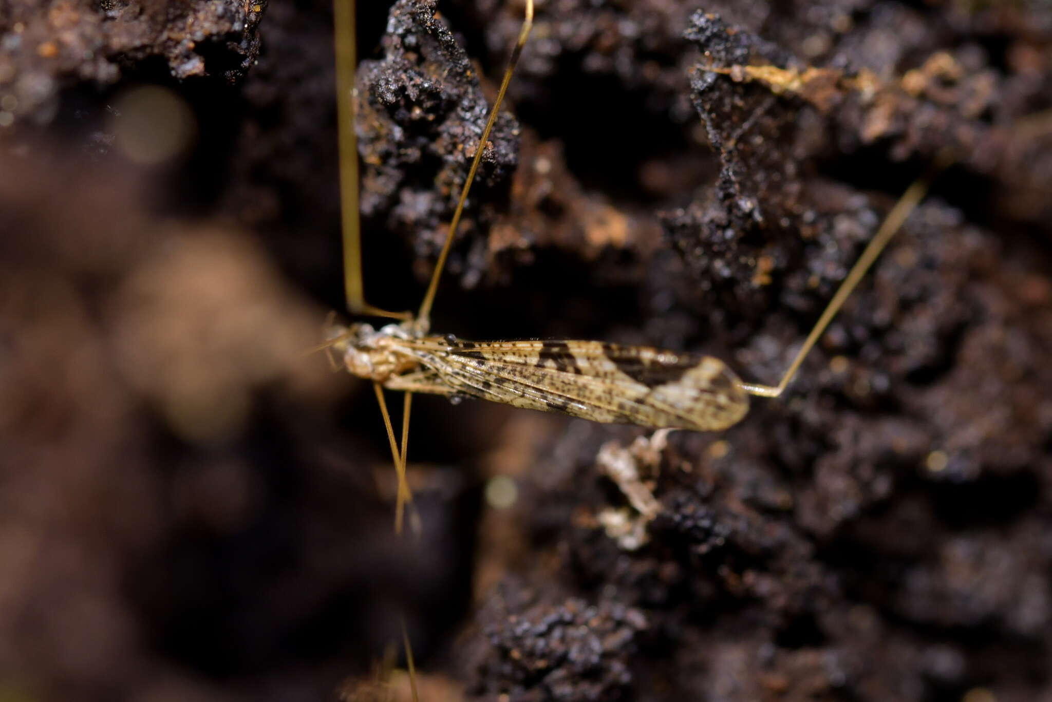 Imagem de Discobola striata Edwards 1923