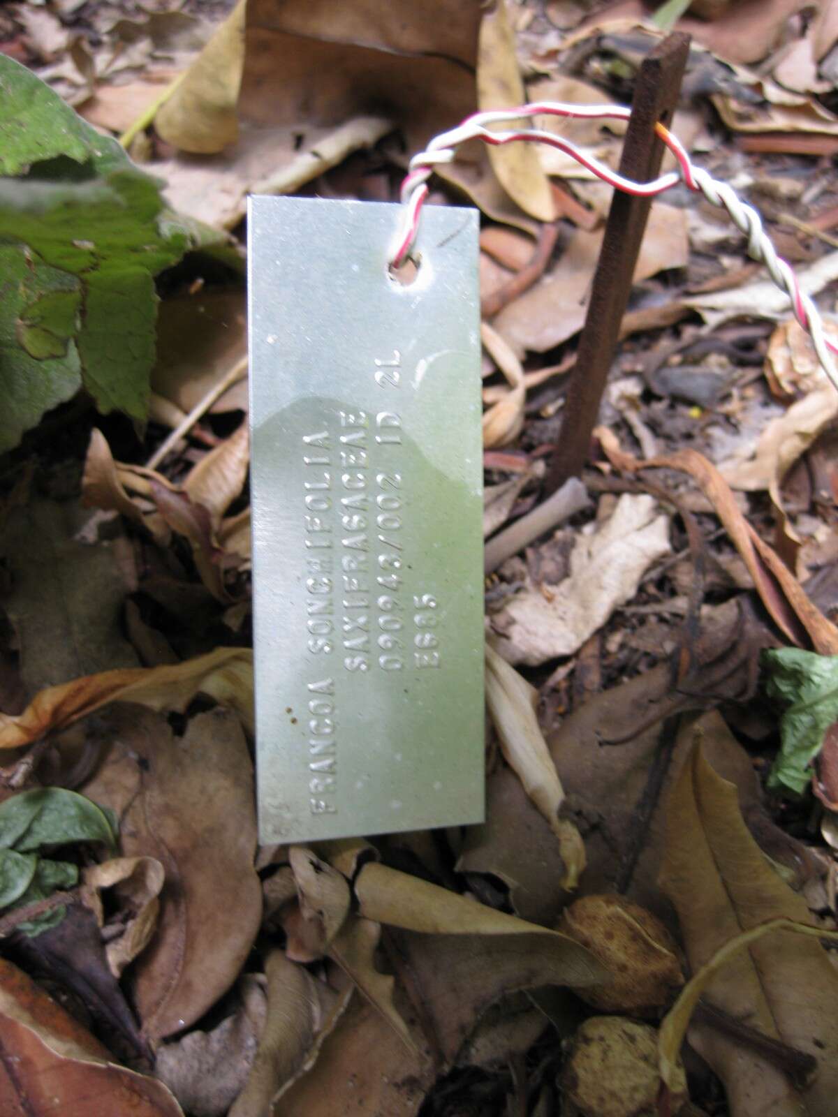 Image of Francoa appendiculata var. sonchifolia (Cav.) Rolfe