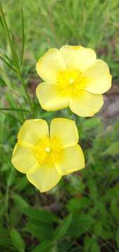 Image of <i>Crocanthemum brasiliense</i>