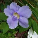 Thunbergia grandiflora (Roxb. ex Rottl.) Roxb. resmi