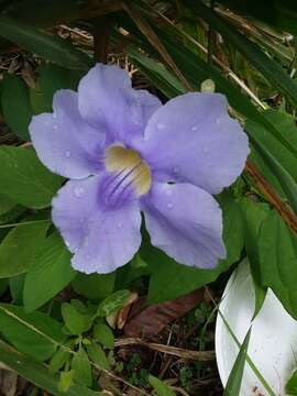 Image of Bengal clock vine