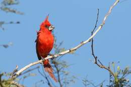 Imagem de Cardinalis phoeniceus Bonaparte 1838