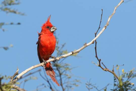 Plancia ëd Cardinalis phoeniceus Bonaparte 1838