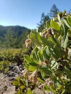 Plancia ëd Arctostaphylos crustacea subsp. crinita (J. E. Adams) V. T. Parker, M. C. Vasey & J. E. Keeley