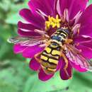 Image of Yellowjacket Hover Fly