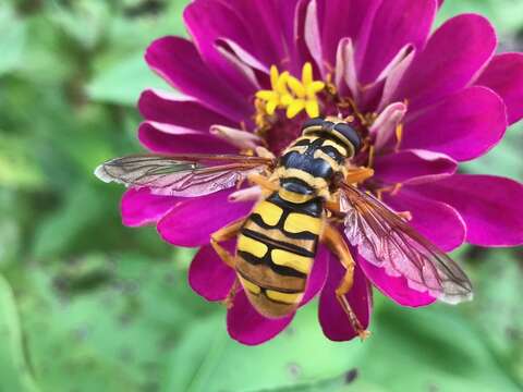 Image of Yellowjacket Hover Fly