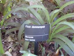 Image de Ficus dammaropsis Diels