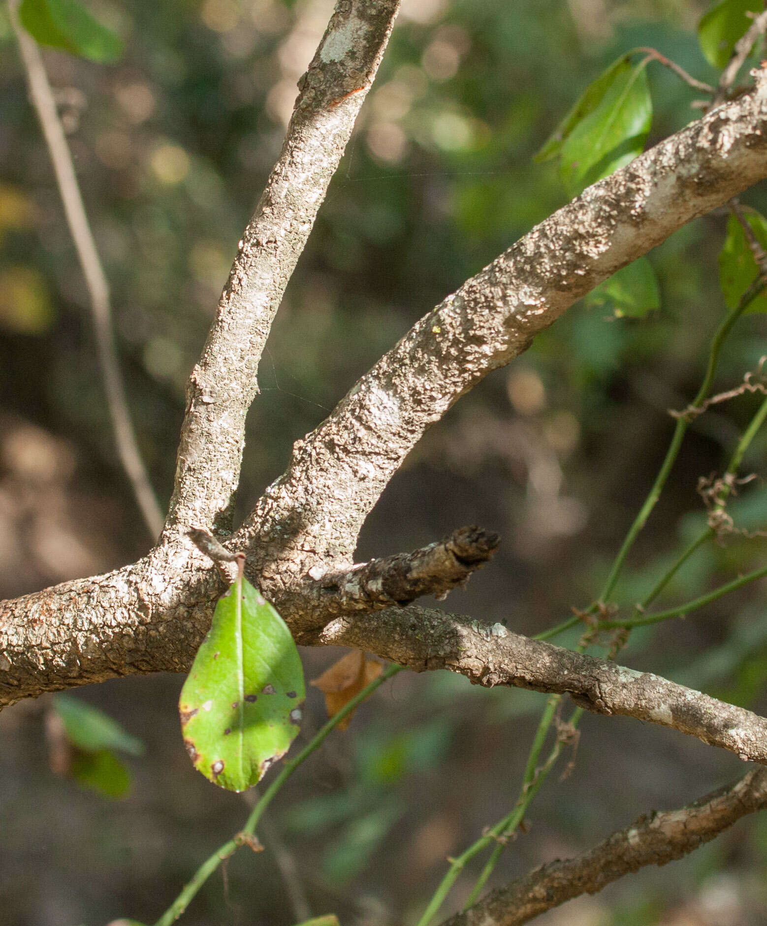 Image of rusty blackhaw