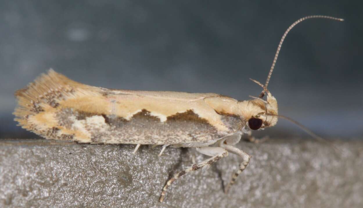 Image of Moth