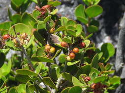 Image of Searsia lucida (L.) F. A. Barkley