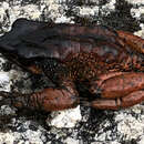 Image of Guajira Stubfoot Toad