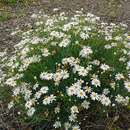 Image of Argyranthemum gracile Sch. Bip.