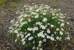 Image of Argyranthemum gracile Sch. Bip.