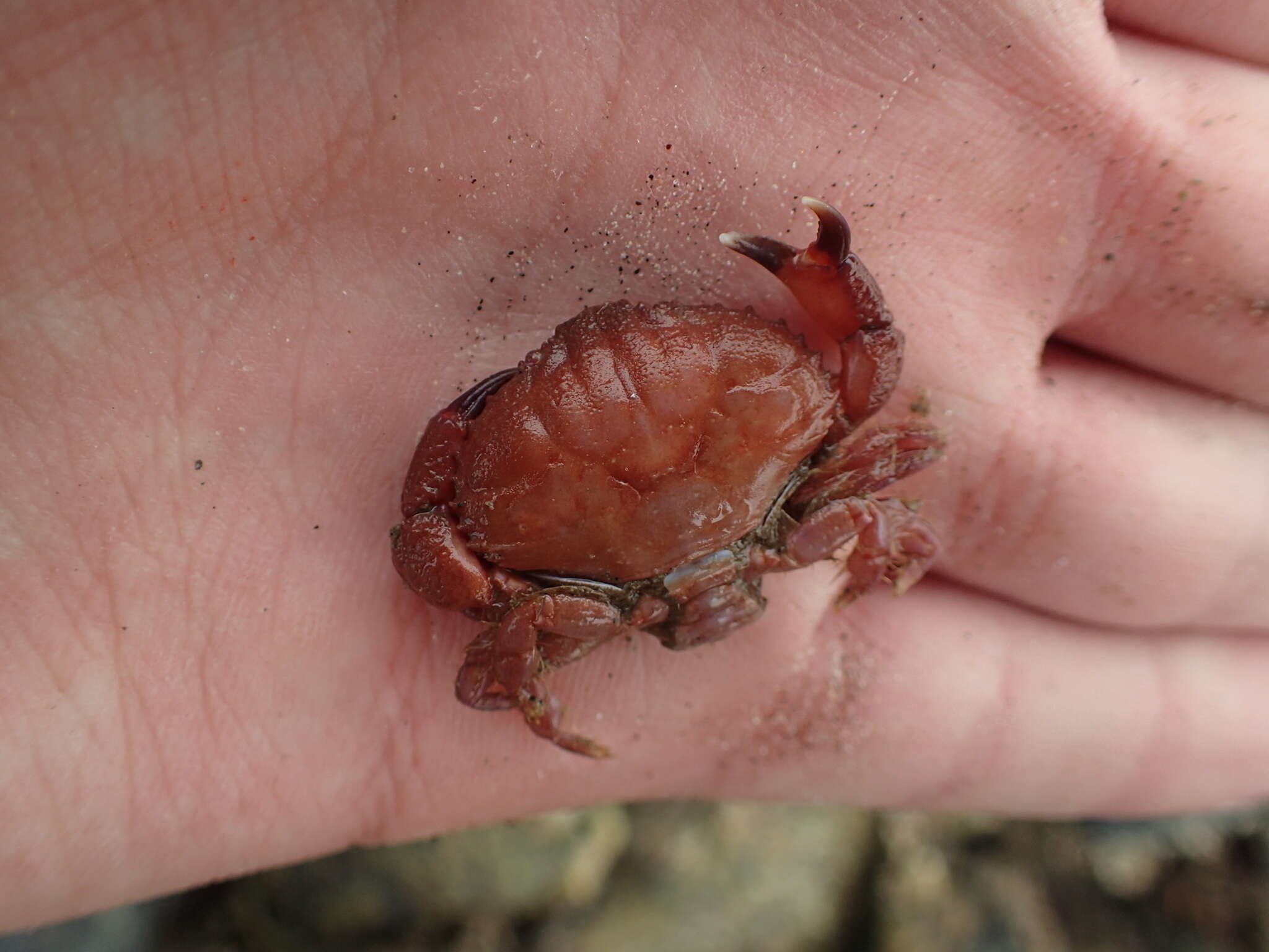 Image of ninetooth pebble crab