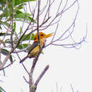 Image of Yellow-billed Kingfisher